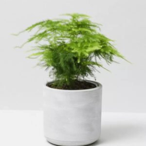 Cret Plant