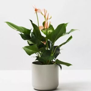 Rubber Plant